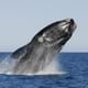 Peninsula Valdes Whale Watching