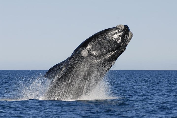Peninsula Valdes Whale Watching