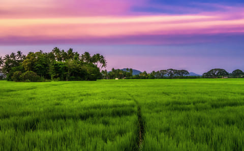 Anuradhapura Day Tour: Explore Ancient Ruins in Sri Lanka