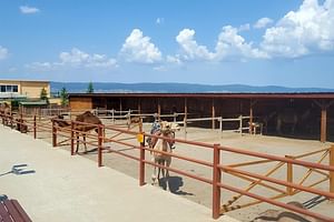 Self-Guided Experience at the Camel Park in Sunny Beach