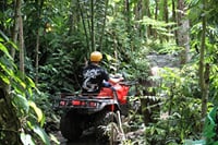 Ride through the jungle