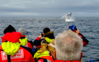 Reykjavík Premium Whale Watching 7