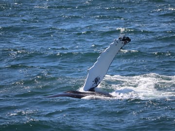 Discover the ocean giants of Eyjafjörður