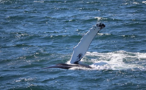 Akureyri Whale Watching: Discover Oceanic Marvels