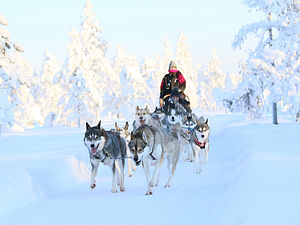Husky Park: musher-driven safari 2 km, Rovaniemi