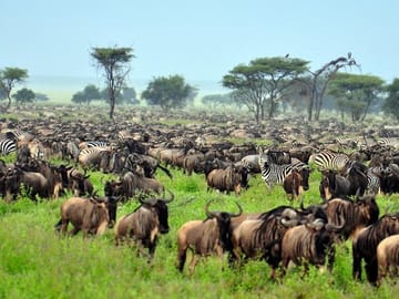 Masai Mara Wildebeest