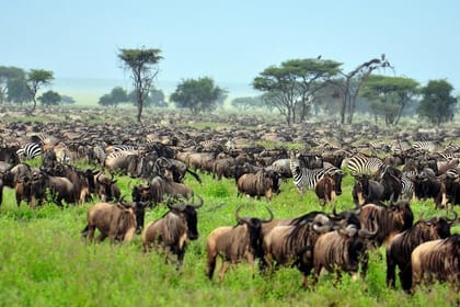13 Days Kenya Family Wildlife Safari & Diani Beach Holiday