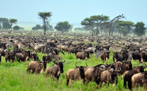 13-Day Family Wildlife Safari and Diani Beach Getaway in Kenya