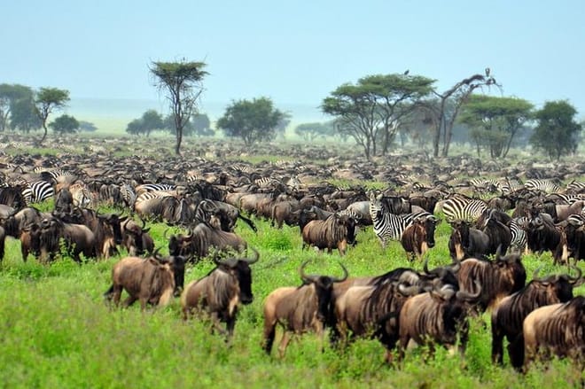 Masai Mara Wildebeest