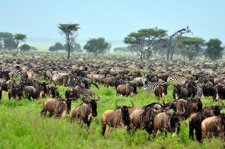 Masai Mara Wildebeest