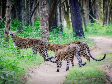 Best-of-Sri-Lanka-14-days-Private-Tour-1