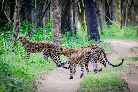 Sri Lanka Private Tour: Explore Iconic Destinations and Cultural Wonders
