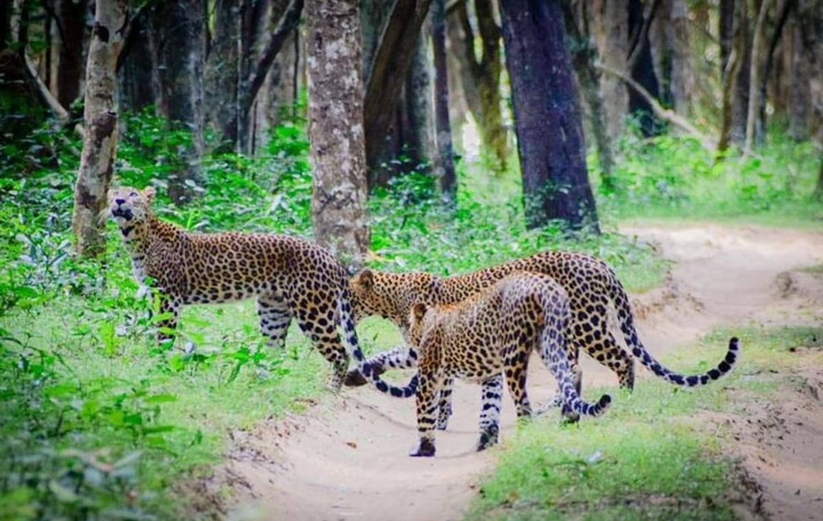 Best of Sri Lanka 14 days Luxury Private Tour