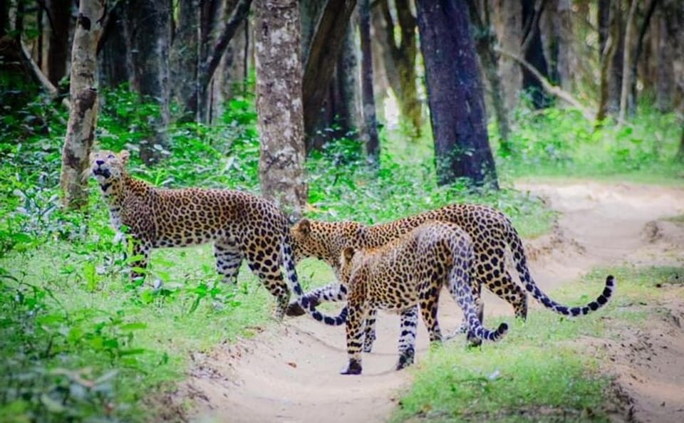 14-Day Luxury Private Tour of Sri Lanka's Highlights