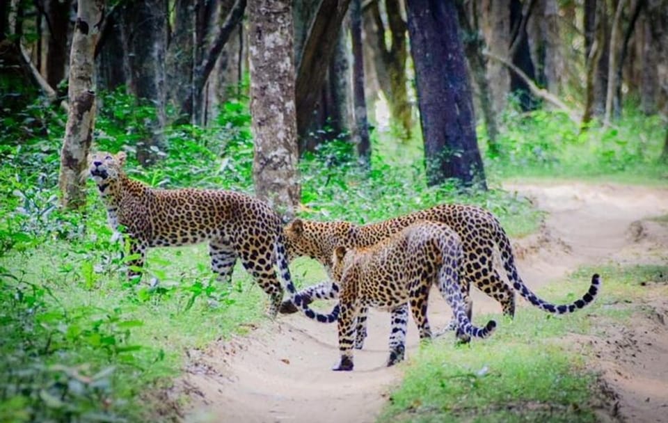 14-Day Luxury Private Tour of Sri Lanka's Highlights