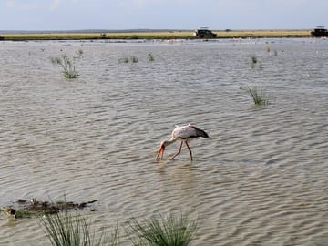 White stork in lake Amboseli