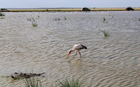 7 Days, 6 Nights Wildlife Photography and Birding Safari