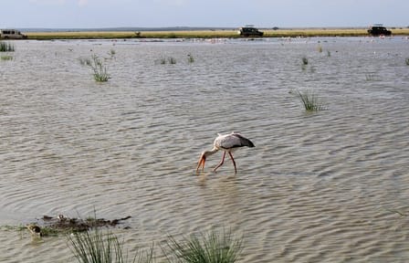 7 Days, 6 Nights Wildlife Photography and Birding Safari