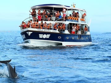 Whale Watching Tour in Mirissa, Sri Lanka