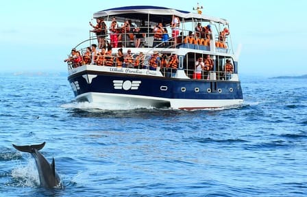 Mirissa Whale Watching Tour From Mirissa