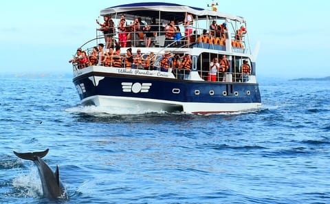 Whale Watching Tour in Mirissa, Sri Lanka