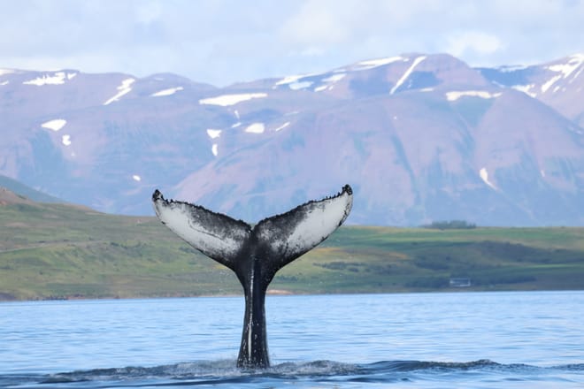 Akureyri Classic Whale Watching 9