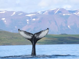 Akureyri Classic Whale Watching, photo 10
