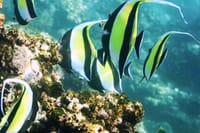 Los Cabos Snorkeling Tour to Chileno Bay and Santa Maria Cove 9