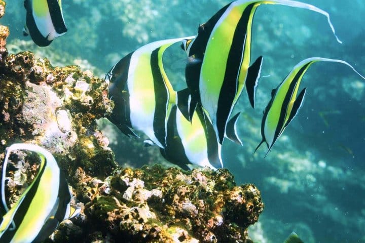 Los Cabos Snorkeling Tour to Chileno Bay and Santa Maria Cove 9