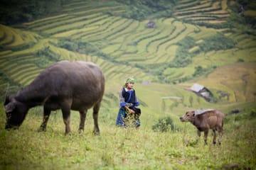 Adventure to Mu Cang Chai Rice Fields 3 days 2 nights