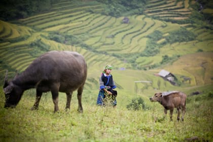 Adventure to Mu Cang Chai Rice Fields 3 days 2 nights