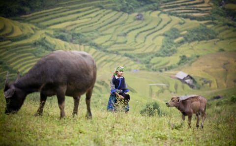 3-Day Adventure Tour to Mu Cang Chai Rice Fields from Hanoi