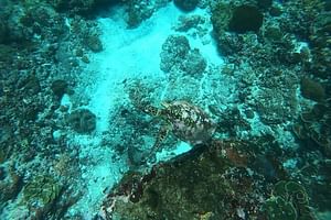 All Inclusive Bali Blue Lagoon and Tanjung Jepun Snorkeling