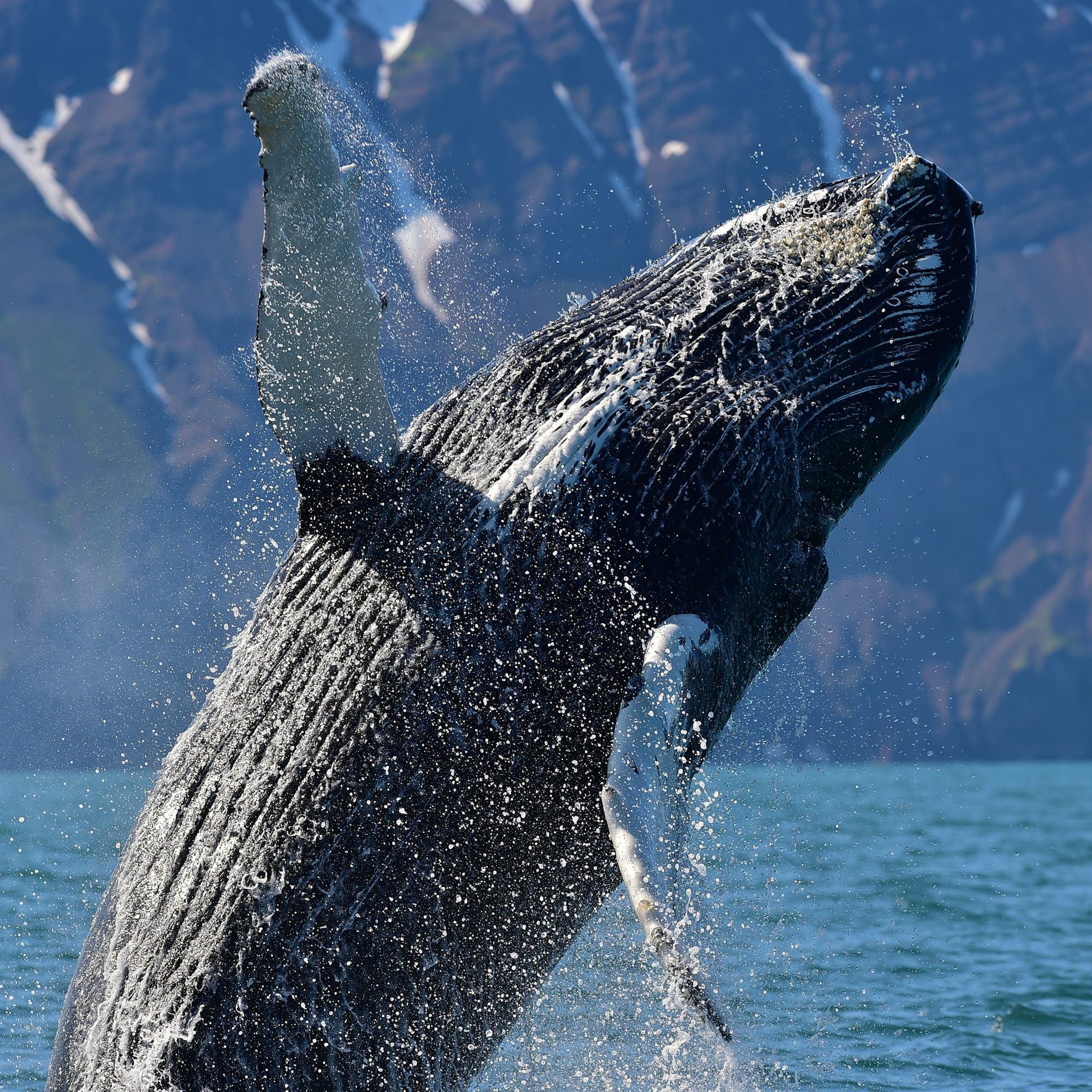 Gentle Giants Whale Watching from Husavik, Iceland - GG1 Whale Watching Tour on Traditional Oak boats with a local Family Company