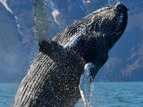 Gentle Giants Whale Watching from Husavik, Iceland - GG1 Whale Watching Tour on Traditional Oak boats with a local Family Company