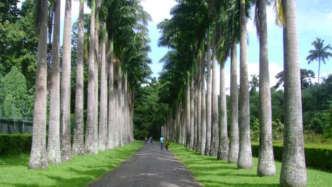 Kandy Tour from Colombo 8