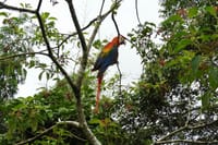Rainforest Fauna