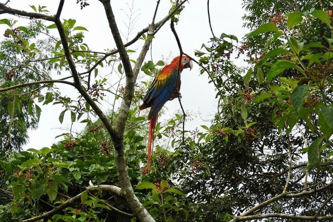 Rainforest Fauna