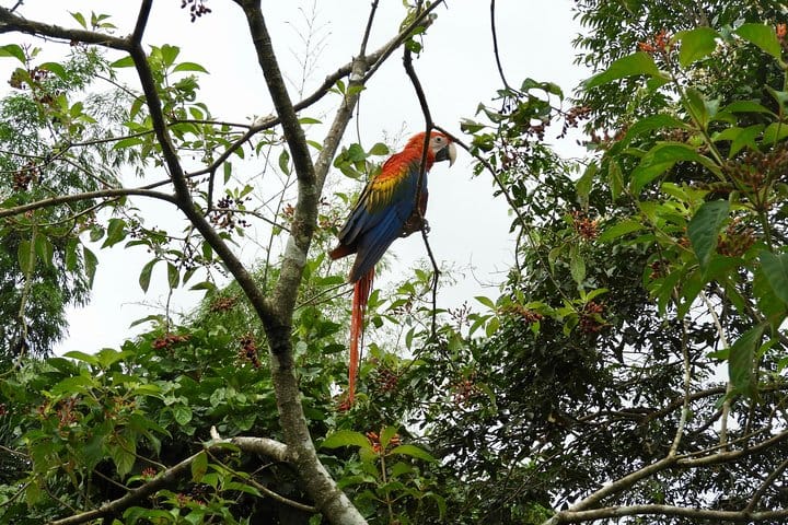 Rainforest Fauna