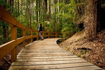 Sightseeing Cruise and Waterfalls Hike in Puerto Blest, Bariloche