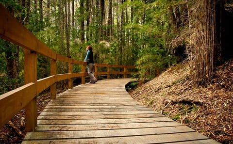 Sightseeing Cruise and Waterfalls Hike in Puerto Blest, Bariloche