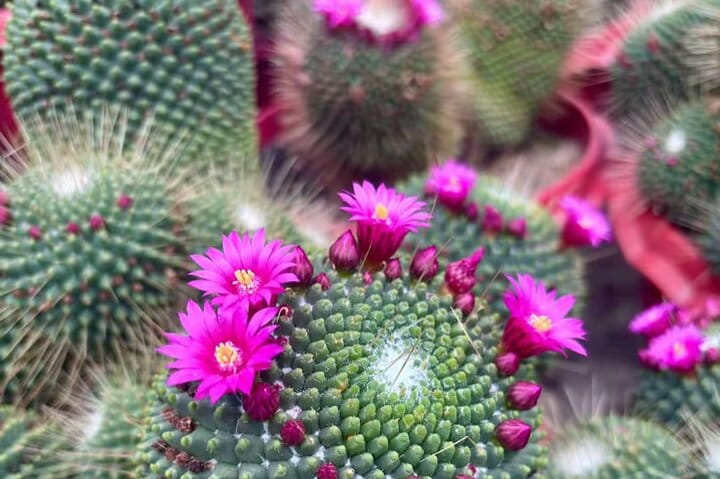 Cameron Highlands Day Tour from Ipoh with lavender garden and tea plantation