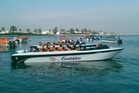 Ballestas Islands Sigthseeing Tour 5