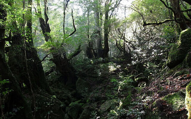 Shiratani-Unsuikyo Private Trekking Tour in Yakushima