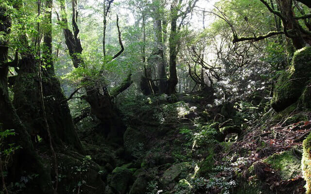 Shiratani-Unsuikyo Trekking Tour in Yakushima Island photo 5