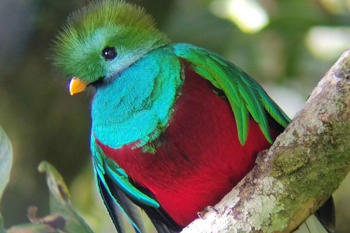 Monteverde Cloud Forest Birdwatching Adventure: Discover Exotic Wildlife