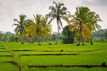 Sigiriya & Hiriwaduna Village Tour From Sigiriya