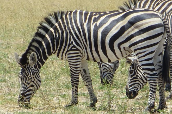 Zebras