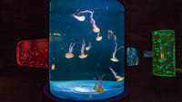 Twin ticket (Loro Parque + Siam Park) with transfer to Loro Park 6