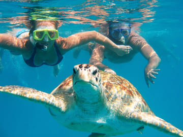 Swim with Turtles in Máncora: An Interactive Adventure